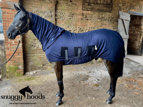 4'3 Base Body - Navy - tried on a clipped horse, rememnants of clipped hair to inside