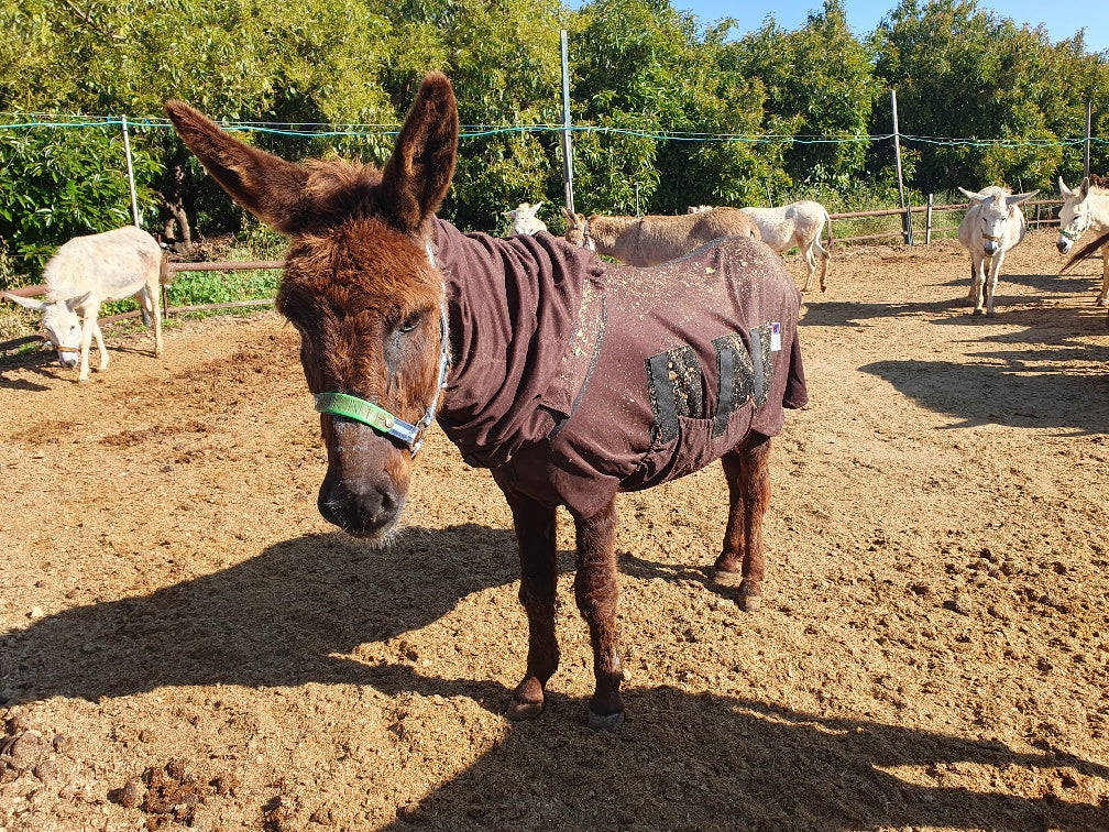 ✨The Ultimate Fly Rug✨