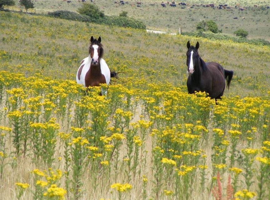 Ragwort - Control & Removal Advice