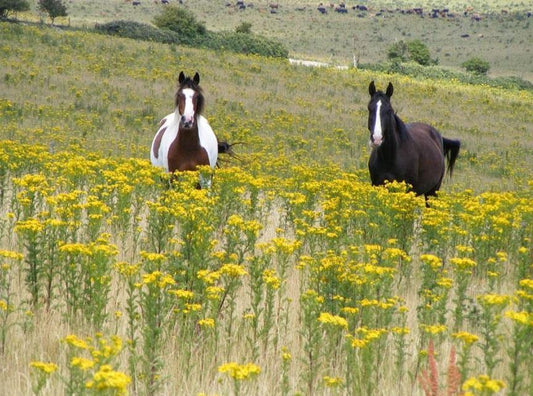 Ragwort - Control & Removal Advice