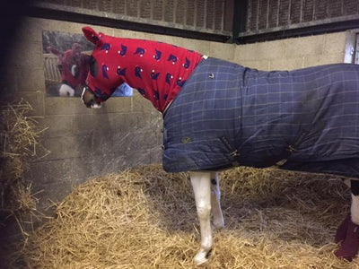 How To Keep Your Horse Warm In The Winter