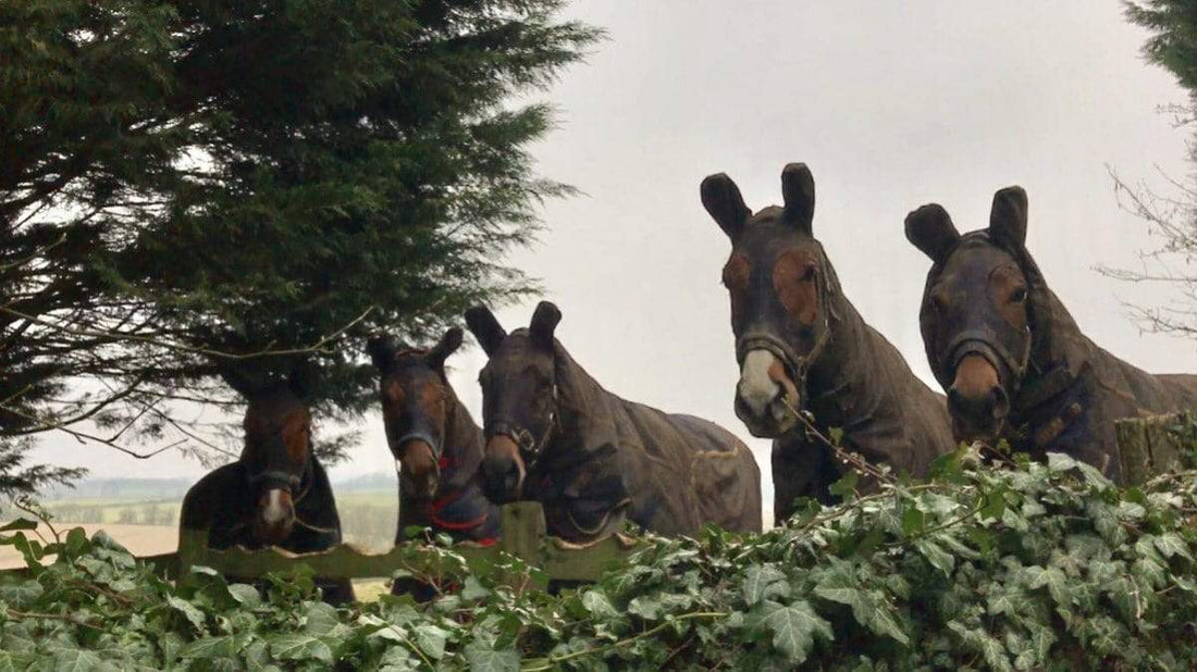 The Best Turn Out Hood for Your Horse