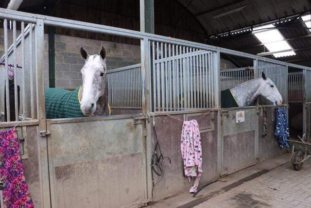 Tips For Horse Owners In Cold Weather