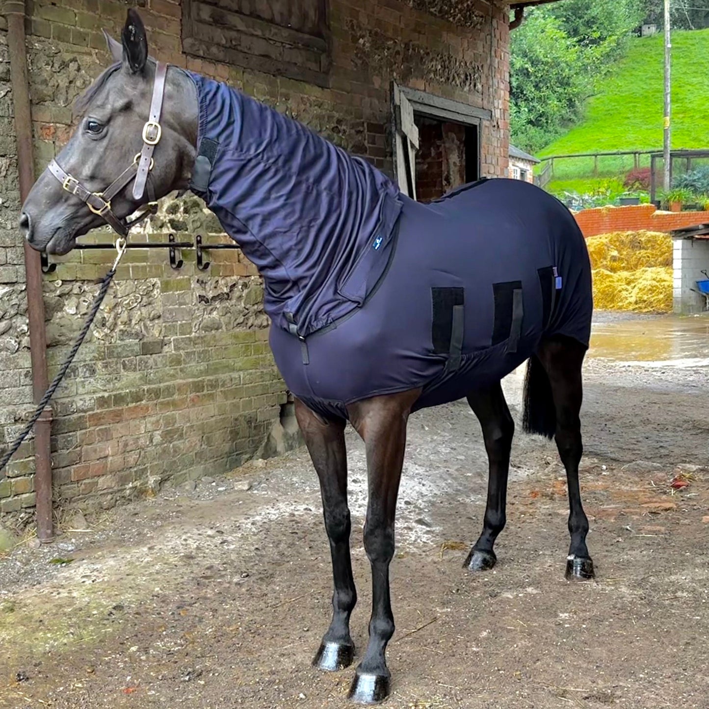 Body Rug Horse Winter Under Rug with Complete Belly Coverage - Snuggy Hoods ...