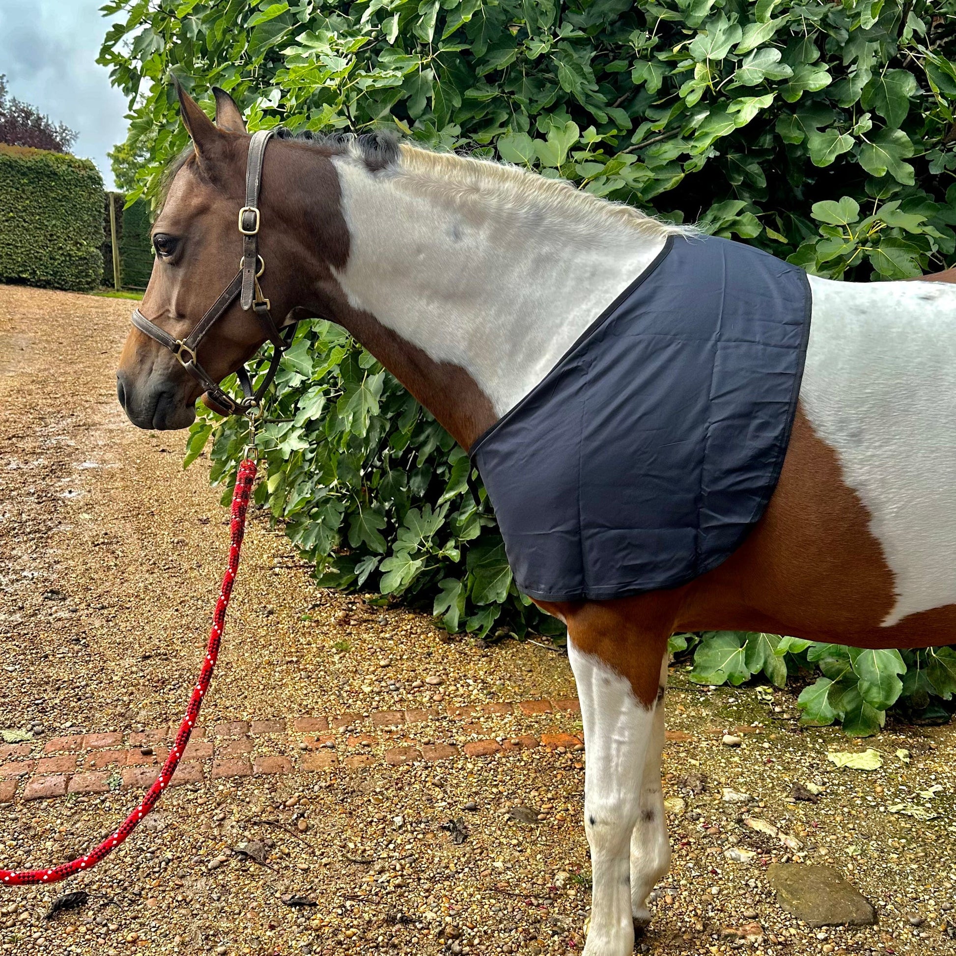 Horse Shoulder Guards Showcraft Horse Anti-Rub Rug Bib – Chest & Wither Shoulder Guard For Ponies, Size X-Large, Black Lycra Rub Protection Vests For Horses Horse Shoulder Guards Showcraft Horse Anti-Rub Rug Bib – Chest & Wither Shoulder Guard For Ponies, Size X-Large, Black Lycra Rub Protection Vests For Horses