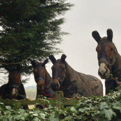 ML Navy Turn Out Hood with Zip - lightly used, small/minor repair to zip and eye. (NO RETURNS)